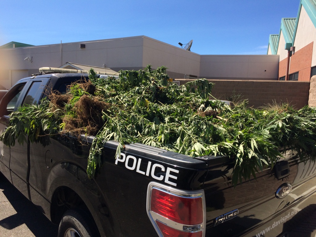 Marijuana seized from Royal Oaks raid -  - photo courtesy of Davis Police