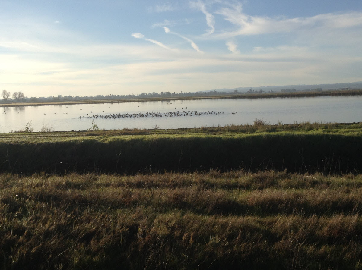 Colusa County Rice Field Full and Fallow by Debra Chase