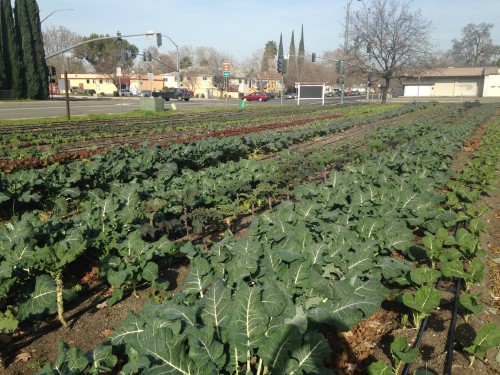 Center for Land-Based Learning's Urban Farm in West Sacramento shows a different model for the urban farm.