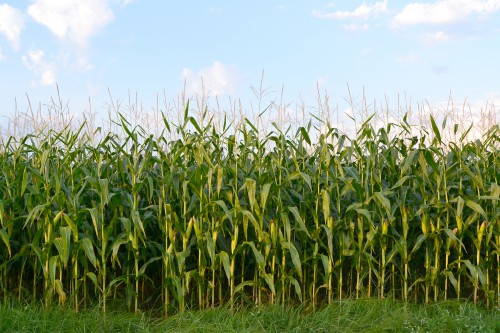 corn-field_shutterstock_96328715