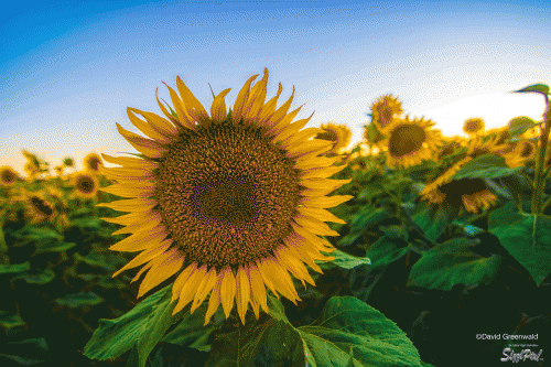 815152c-Greenwald-sunflowers-12x18