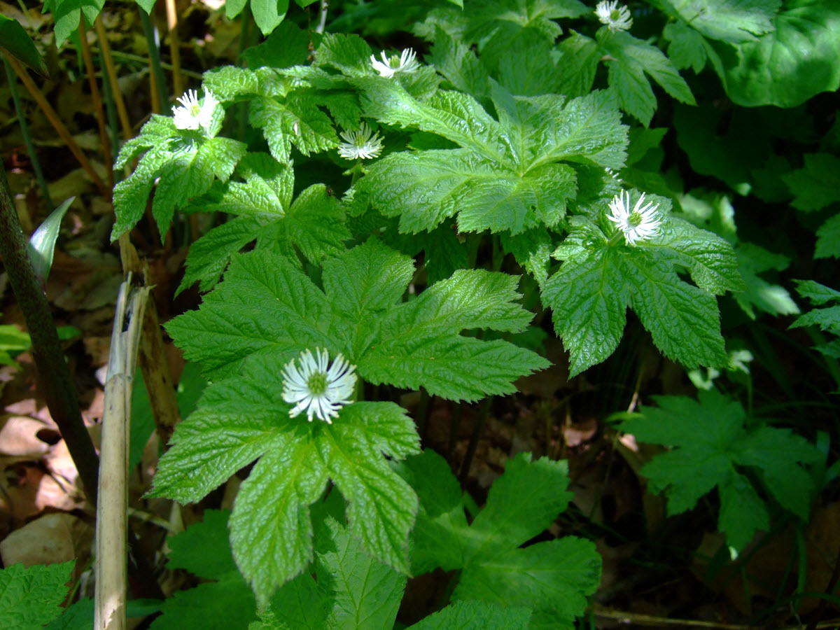 Photo title-Wild Goldenseal (Hydrastis Goldenseal) The process of mountain top removal mining has recently put the wild goldenseal population at major risk due to loss of habitat, illegality of removing goldenseal for transplant without registration while destruction in the process of removing the mountain top is permitted, and increased economic pressure on stands outside of the removal area. (Wikipedia) https://commons.wikimedia.org/wiki/File%3AHydrastis.jpg - By James Steakley (Own work) 