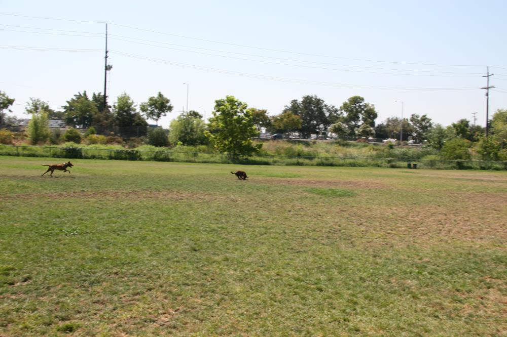 DavisDogPark Davis Vanguard