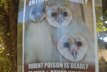 Conservationists, Animal Lovers Urge Locals to Discontinue Rat Poison