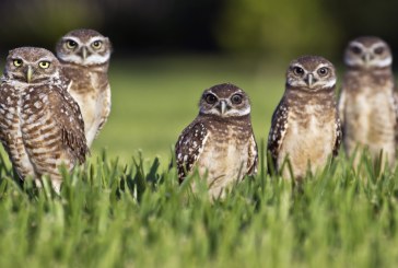 A Settlement Agreement on How to Handle Burrowing Owls on Marriott Site