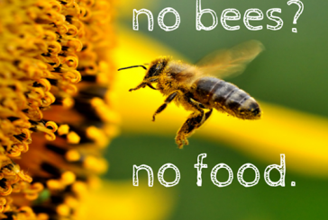 No Bees, No Food