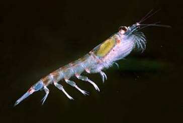 The Shrinking Life of Krill