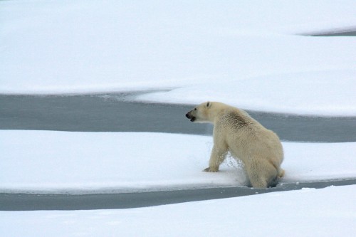 Polar Bear on Melting Ice