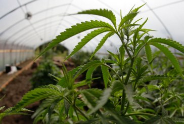 Davis Moves Forward on Cannabis Policy as Uncertainty Grows about Federal Role