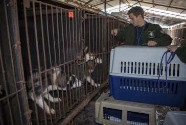Letter: Please Condemn the Horrific Torture and Consumption of Dogs in Sangju