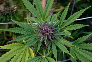 What Should Davis Do about Commercial Cannabis?