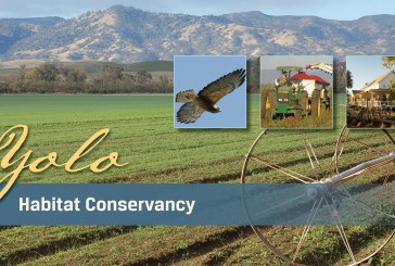 The Yolo County Habitat Conservancy – A Long and Expensive Journey