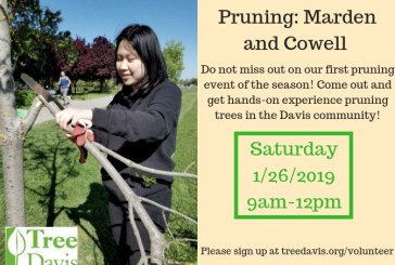Pruning on Saturday Jan 26 in Davis