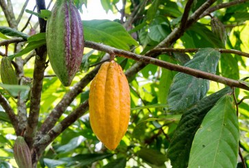 Cacao Research Comes to Downtown Davis