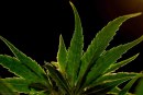 House of Representatives Passes MORE Act to Decriminalize Marijuana