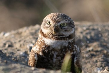 Guest Commentary: Burrowing Owls in Davis Once Found in Many Areas