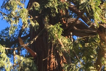 Tragedy Strikes As Fallen Tree Branch Kills Mother at Slide Hill Park