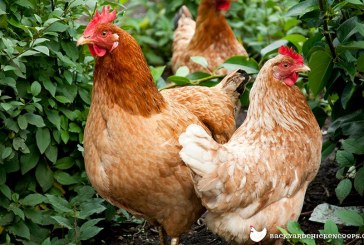 UC Davis’ Animal Behavior Graduate Group Presents the Behavioral Biology of Egg-Laying Hens