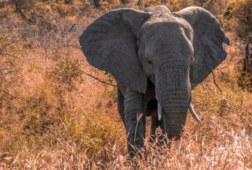 Student Opinion: Ivory Trafficking Needs to Stop