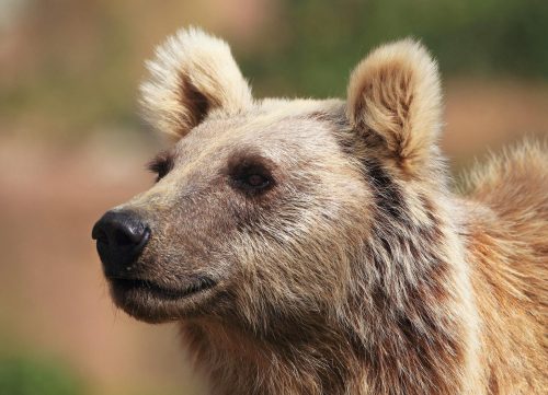 Image of the face of an Iranian brown bear