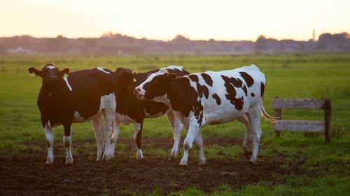 Two black cows and one spotted cow standing in a grassy field together.