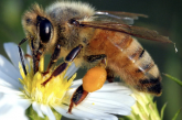 ​​Student Opinion: UK Emergency Usage of Bee-Harming Pesticides