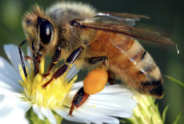 ​​Student Opinion: UK Emergency Usage of Bee-Harming Pesticides