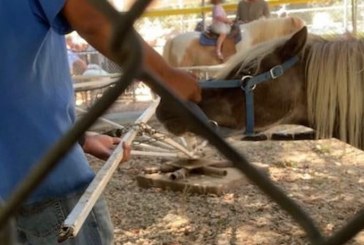 LA Grassroots Group Asks California AG to Investigate Animal Cruelty against Ponies, Other Animals in Los Angeles